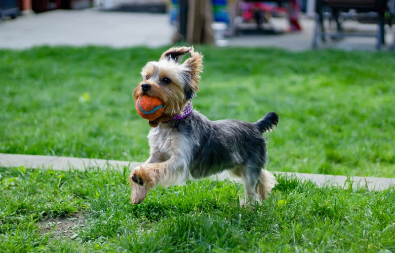 yorkie or yorkshire terrier fetching a dog ball toy