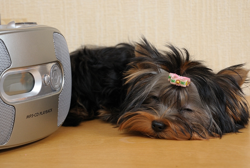yorkie puppy fell asleep while listening to music