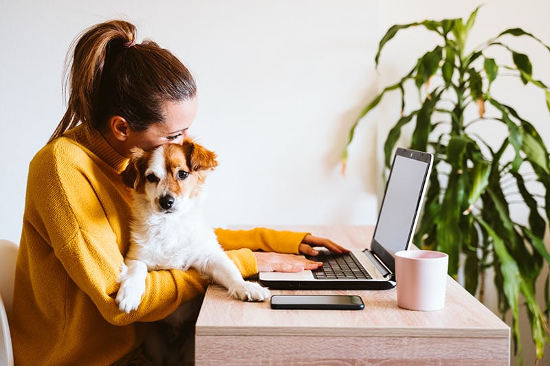 Evde dizüstü bilgisayarda çalışan genç bir kadın, yanında sevimli küçük bir köpek.