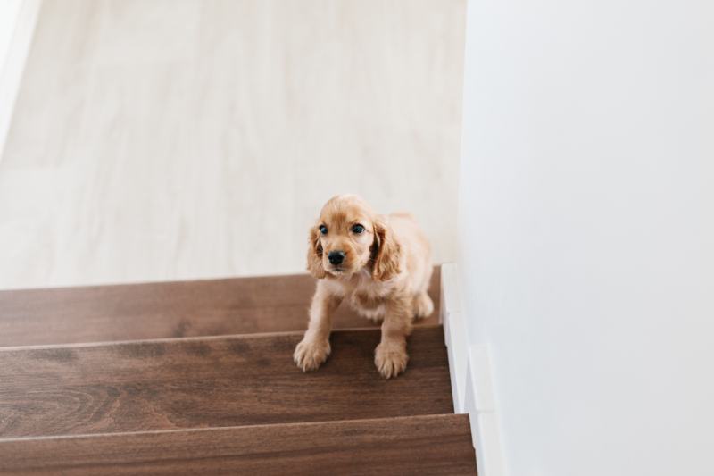 2 month old cute english cocker spaniel puppy on the stairs