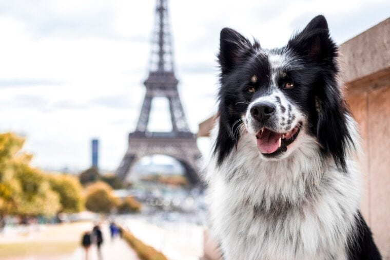 A dog in front of the Eiffel Tower