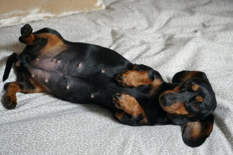 A pregnant Dachshund lying on its back