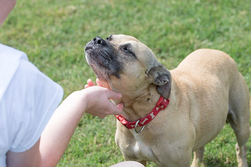 A sweet mixed breed dog enjoying a neck scratch from a female