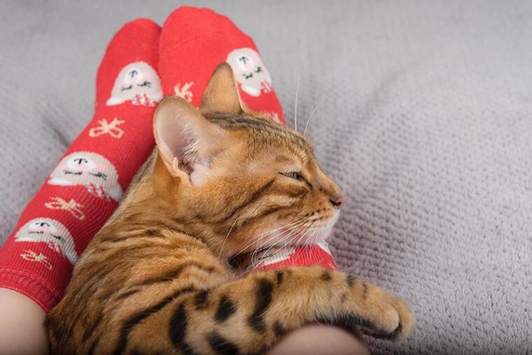 A young Bengal cat lies at the feet of a girl in Christmas socks