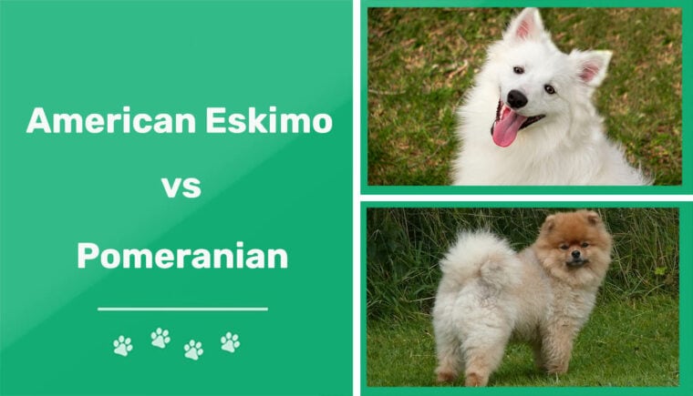 American Eskimo vs Pomeranian