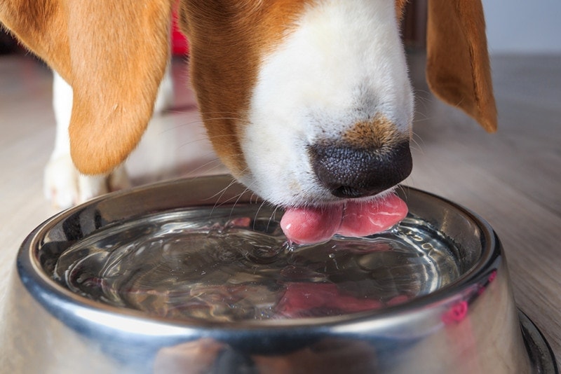 Beagle dog drinking clear water from steel bowl