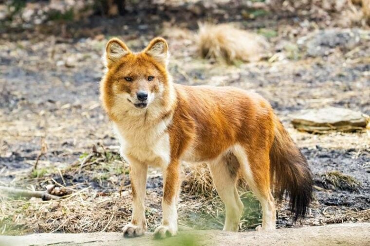 Beautiful dhole wild dog standing portrait on summer day