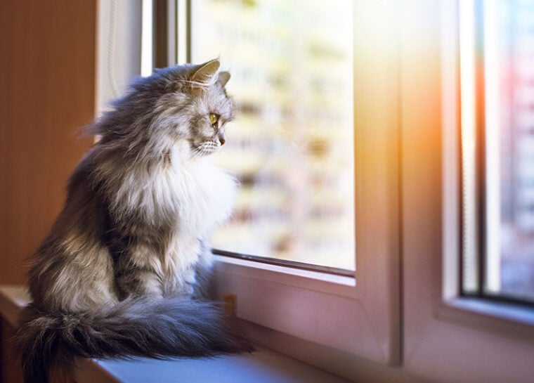 Hermoso gato gris sentado en el alféizar de la ventana y mirando hacia una ventana