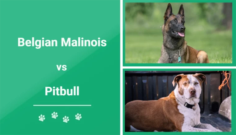 Malinois belga vs Pitbull - Imagen destacada