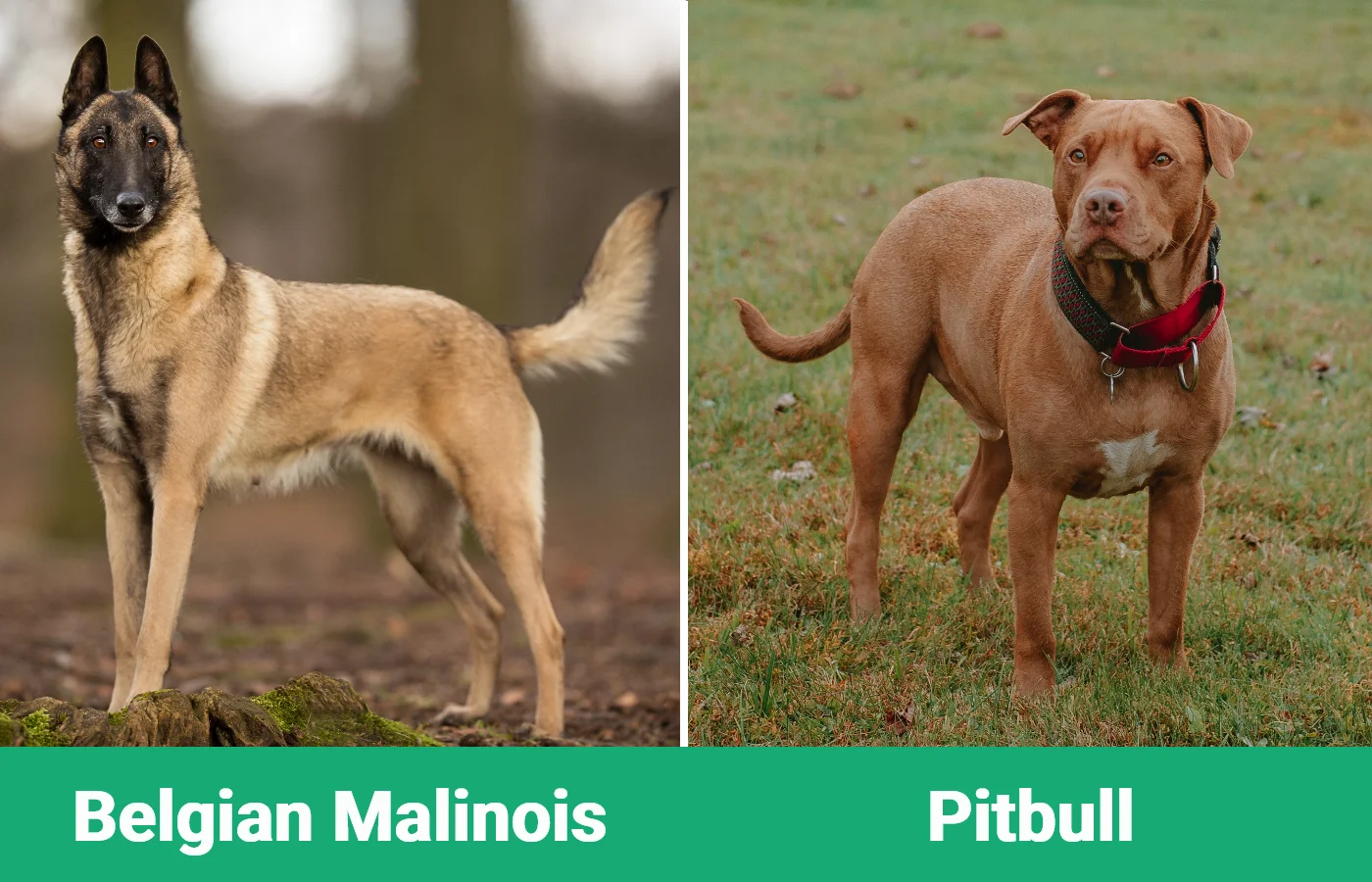Belgian Malinois vs Pitbull - Visual Differences