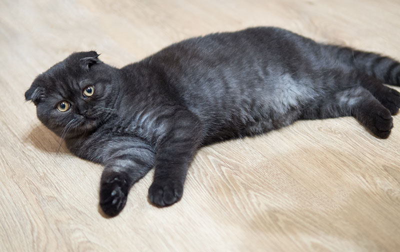 Black smoke Scottish fold cat