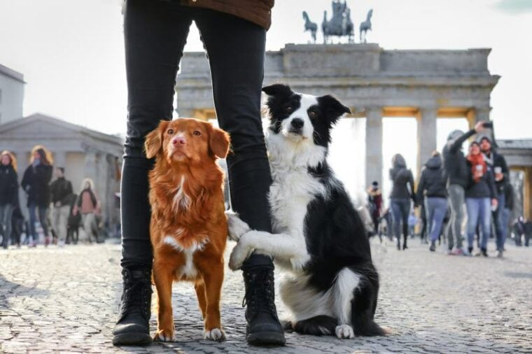 Border collie and nova scotia duck tolling retriever by the Brandenburg Gate in Berlin Germany