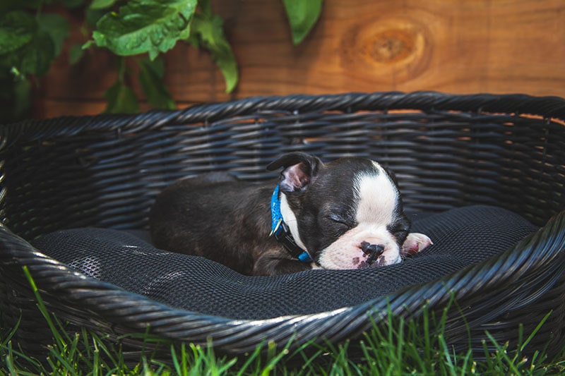 Boston Terrier Puppy Sleeping Outside In A Black Basket In Summer