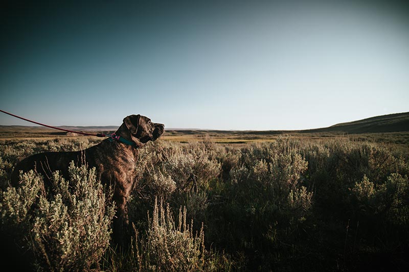 Brindle English Mastiff on a leash in Yellowstone National Park