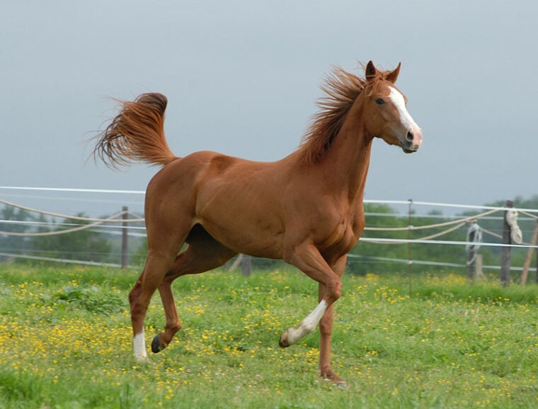 Brown Mare Horse