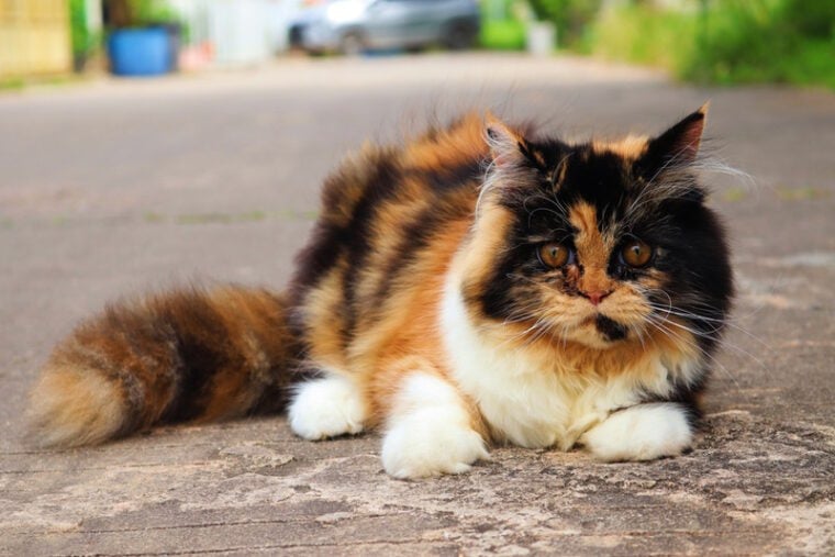Calico ragdoll cat in the driveway