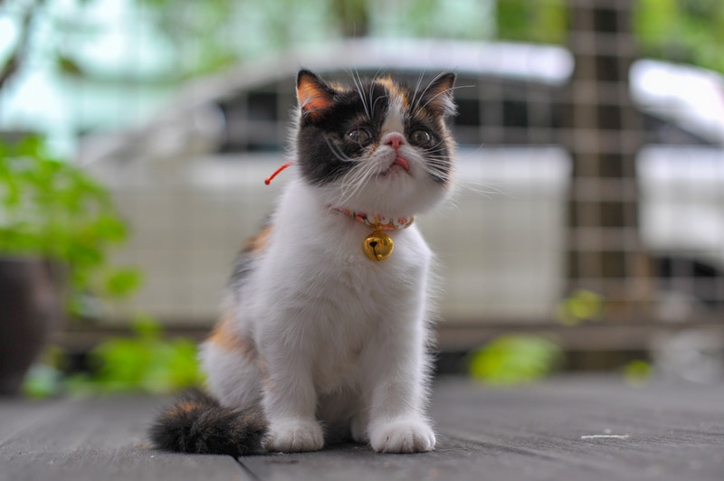 Calico Ragdoll Cat: Pictures, Facts & History – Pet Arenas