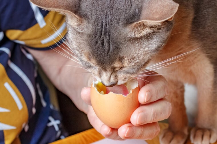 Cat eating boiled egg from the shell