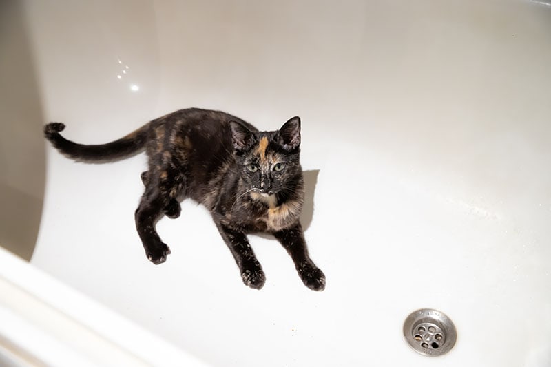 Cat lying in the bathtub