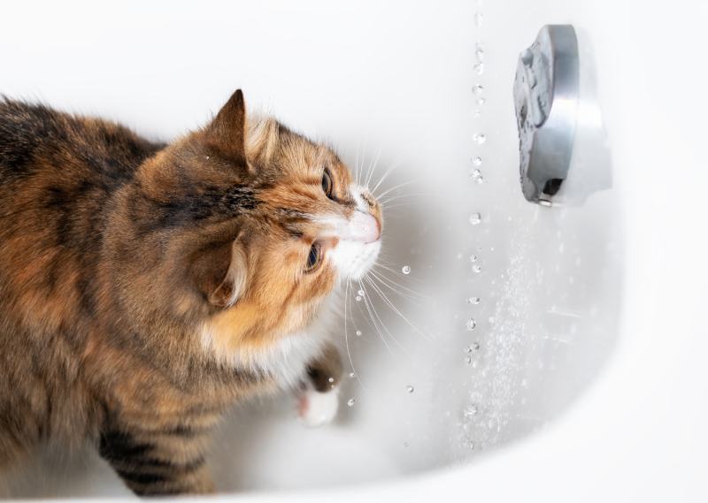 Cat playing with water in bathtub sophiecat Shutterstock
