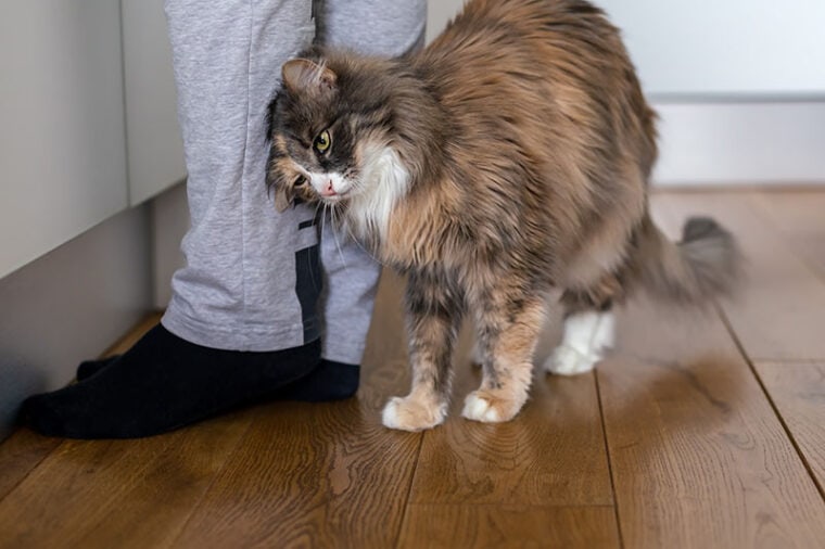 Gato se frota contra la pierna humana