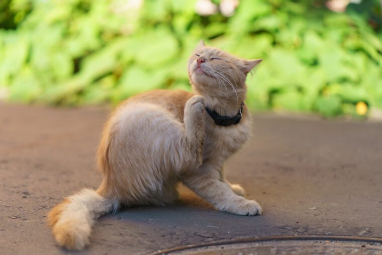 A cat scratching its chin infected with jaw mites