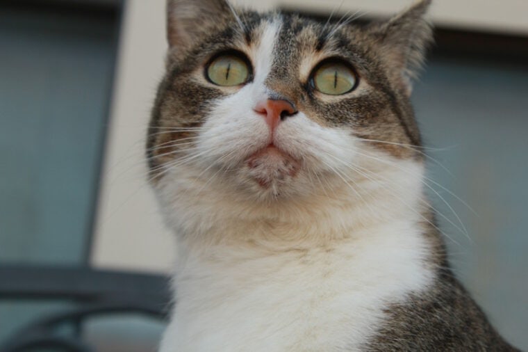 Cat with chin acne