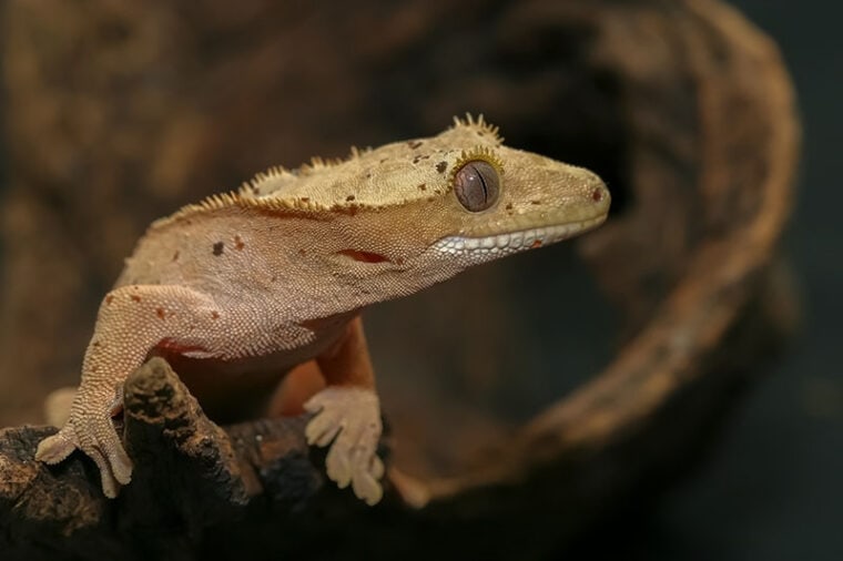 Close up Crested gecko