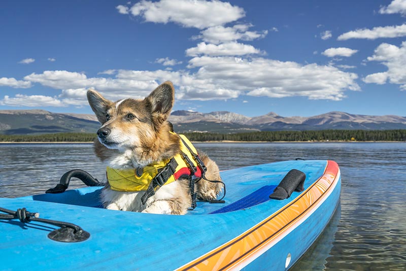Corgi dog in a life jacket on a stand up paddling board