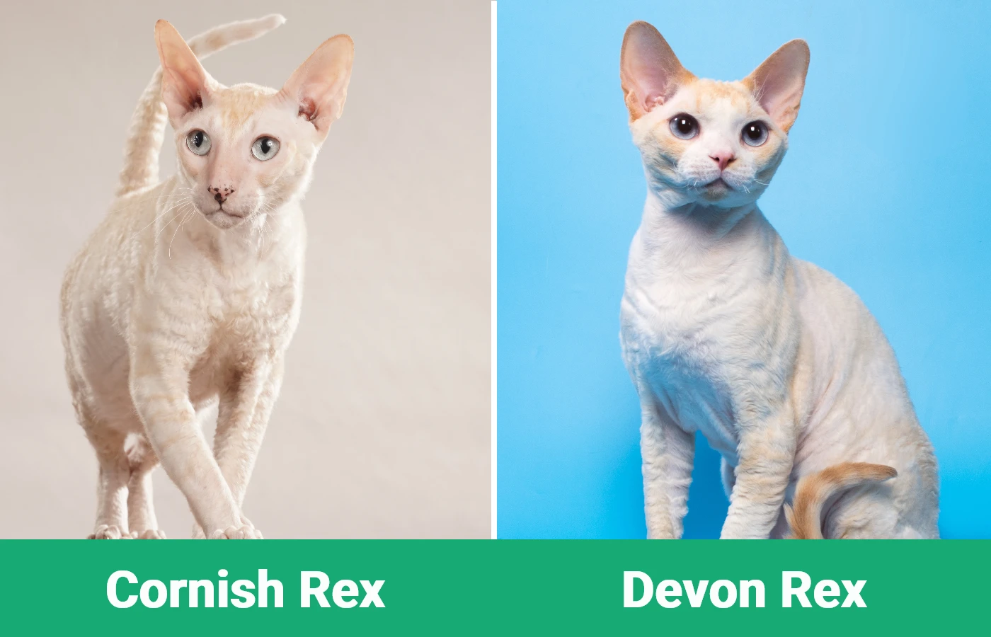 Cornish Rex vs Devon Rex - Visual Differences