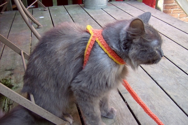 Crochet A Cat Harness Leash