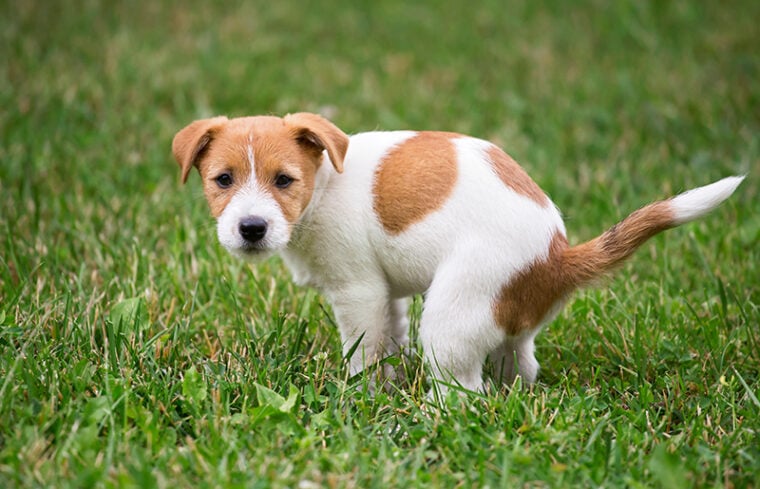 Cute Jack Russell Terrier dog puppy doing his toilet