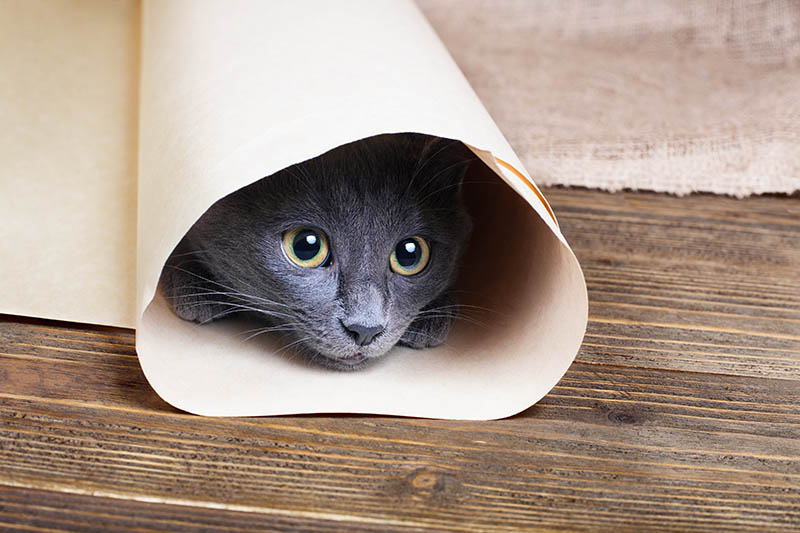 Cute blue kitten is sitting and playing in tube of paper
