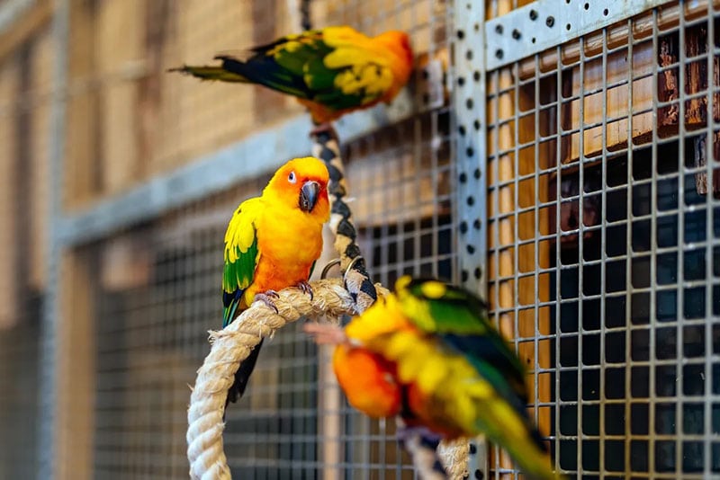 DIY Pet Bird Room Ideas