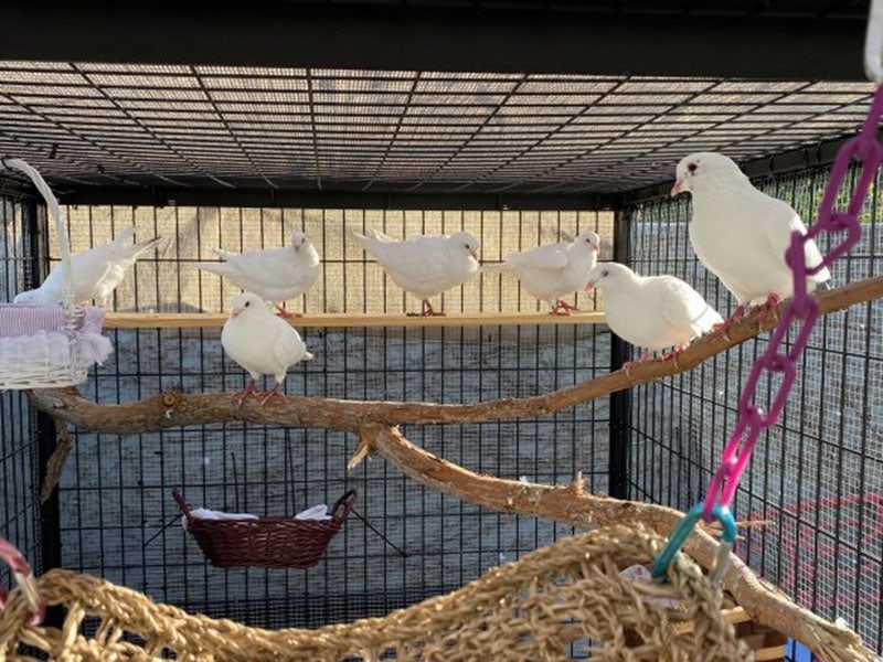 DIY Pet Bird Room Ideas