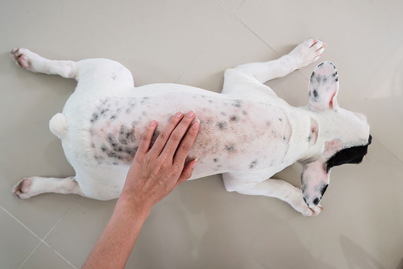 Dermatitis on French bulldog skin