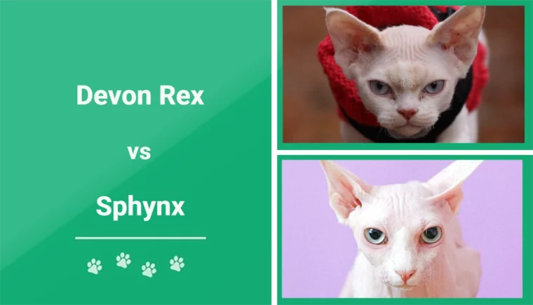 Devon Rex vs Sphynx - Featured Image