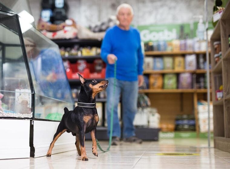 Doberman pinscher dog on leash sitting on the floor in a pet store