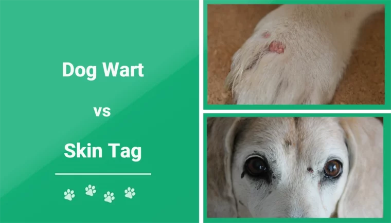 Dog Wart vs Skin Tag - Featured Image
