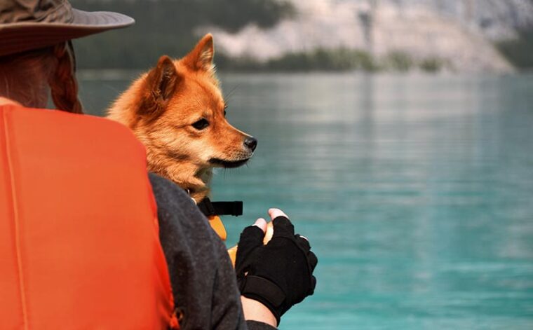 Dog sitting on lap of person canoeing in aqua blue water