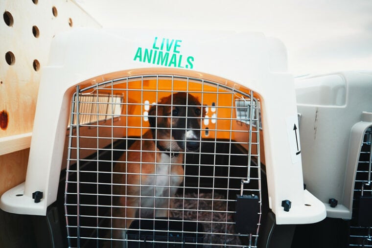 Dog traveling by airplane. Box with live animals at the airport
