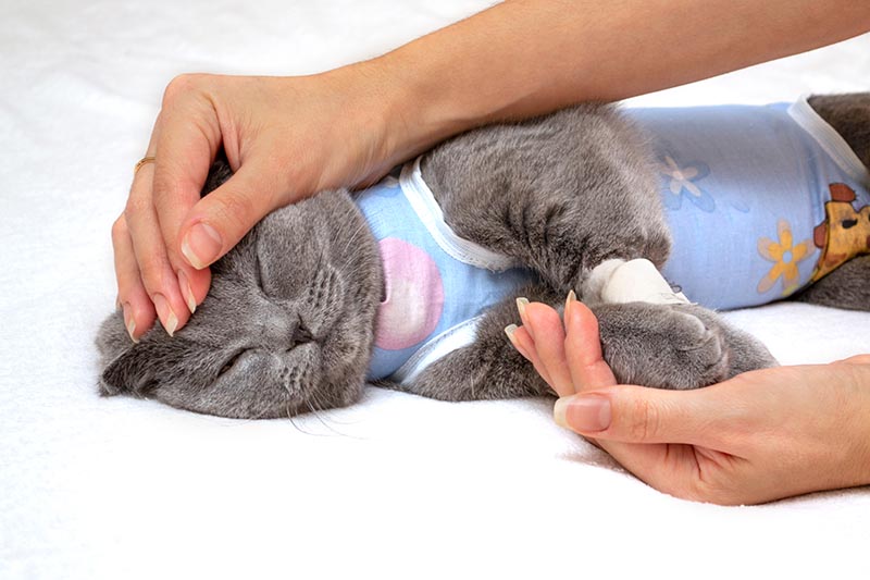 Manos femeninas acariciando a un gato después de la cirugía