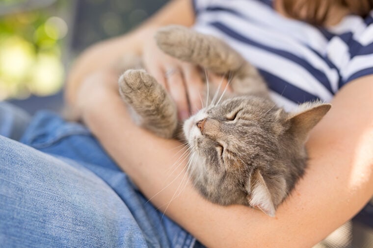 Furry tabby cat lying on its owner's lap