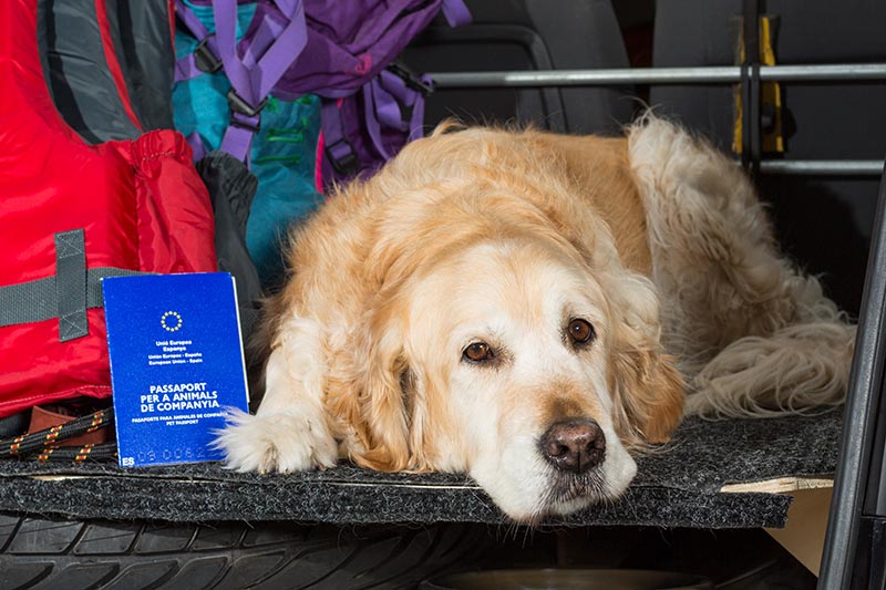 Golden Retriever in the boot of the car with passport