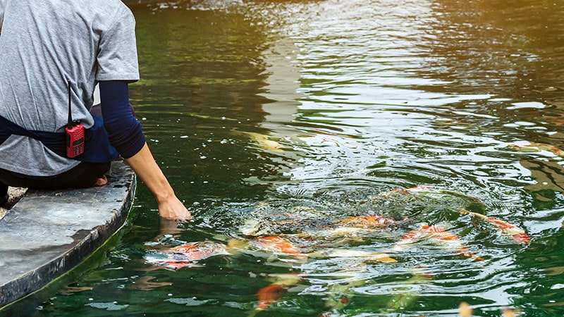 Guy feeding flock of japanese beautiful colorful koi carps fish swimming in pond of japanese garden style