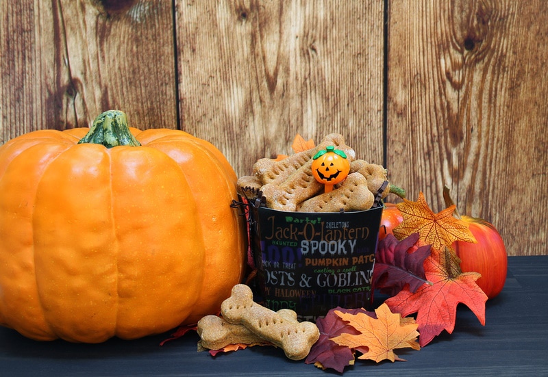 Halloween-themed pumpkin dog biscuits