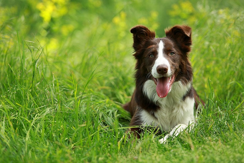 What Were Border Collies Bred For? Origin & History – Dogster