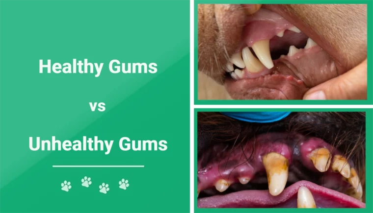 Healthy vs Unhealthy Dog Gums - Featured Image