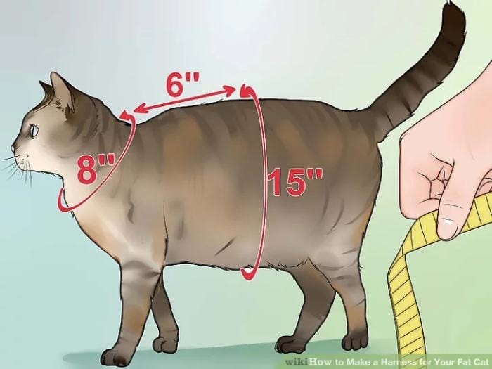 How to Make a Harness for Your Fat Cat