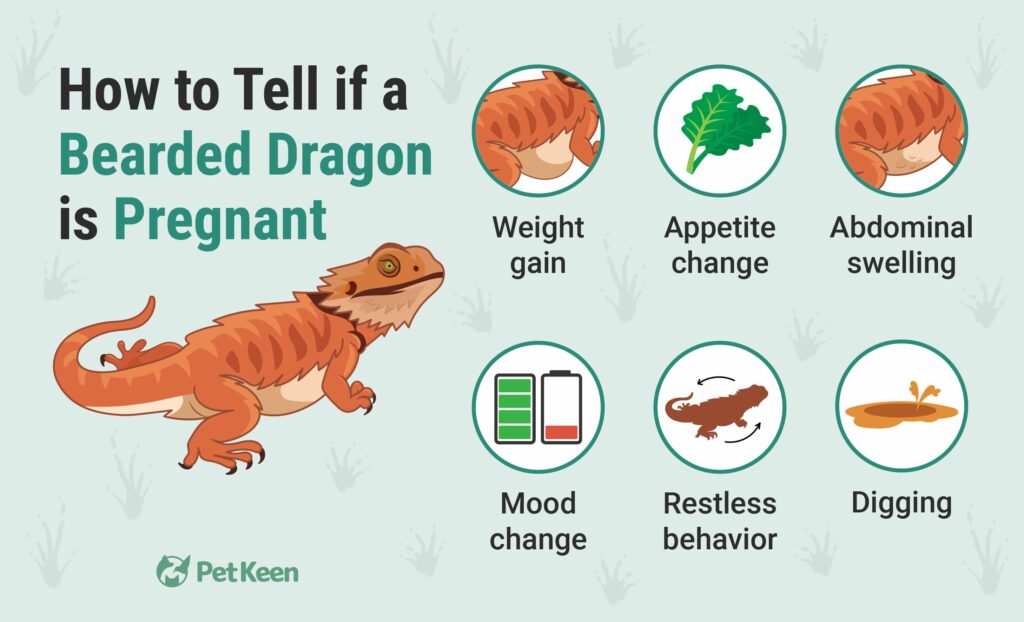 How To Tell If a Bearded Dragon Is Pregnant: 7 Signs to Look For | Pet Keen
